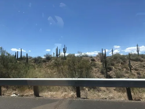 Highway Cactus