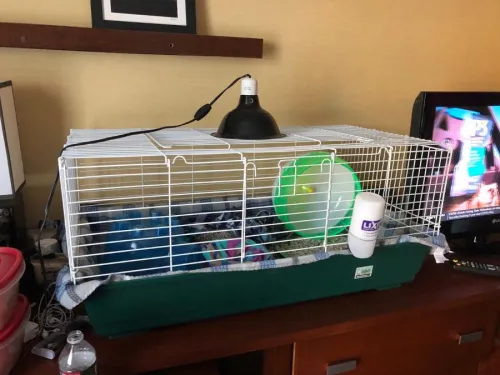 Winston Cage